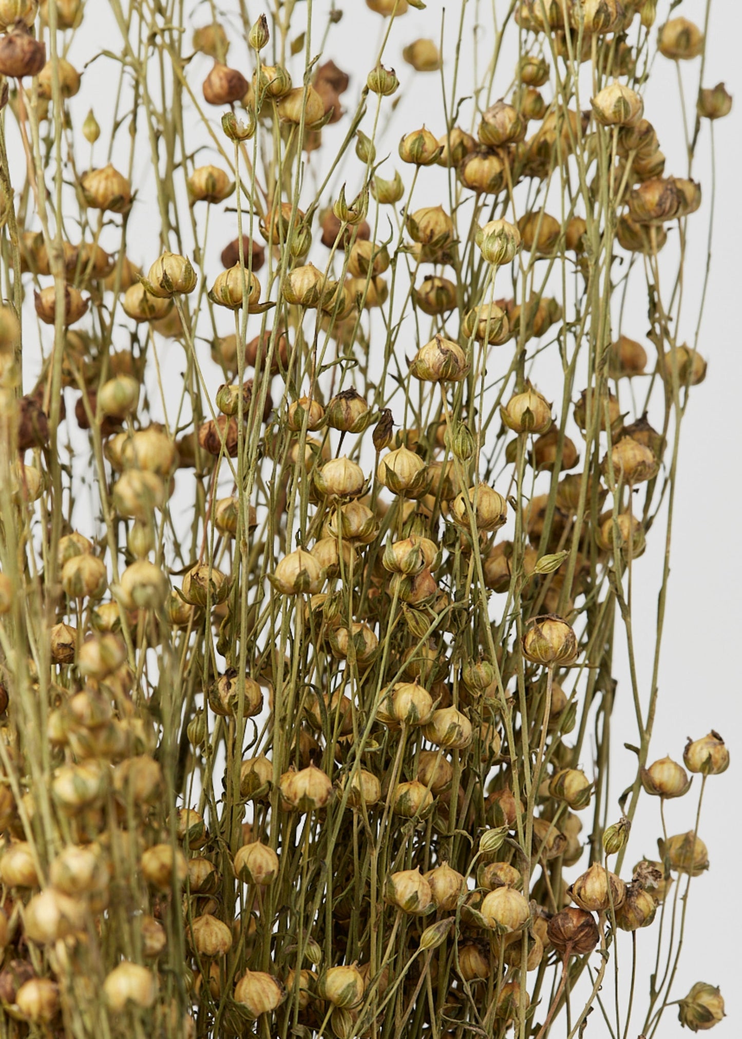 Case of 10 - Assorted Bundles of Dried Grains and Grasses