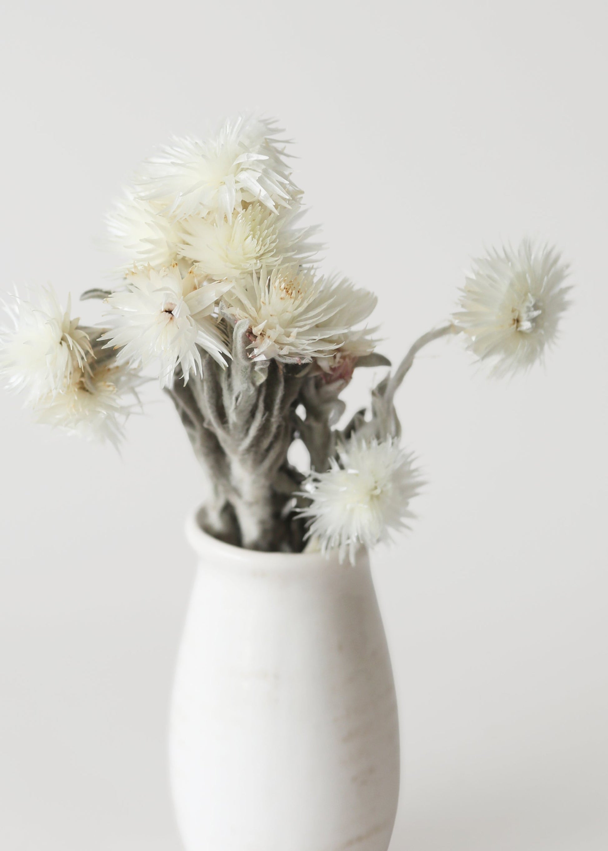 White Dried Helichrysum Everlasting Daisy Flower Bunch - 7-12"