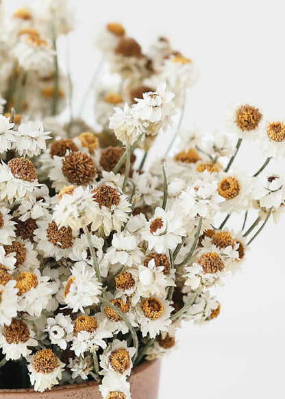 Natural White Dried Ammobium Flowers - 4 oz Bunch