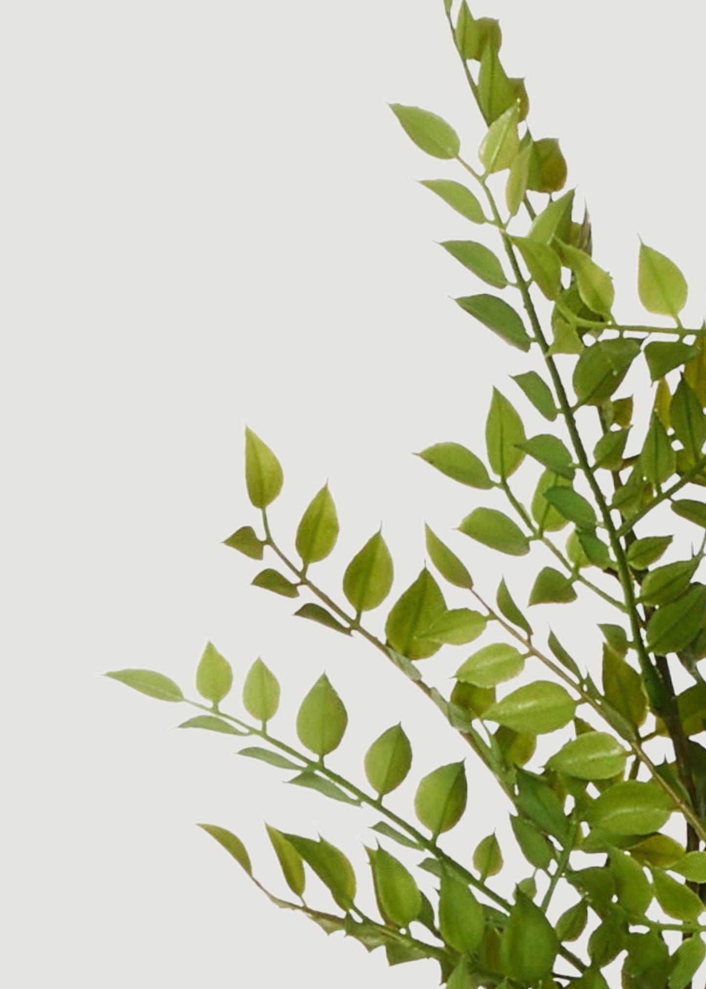 Artificial Ruscus Leaf Branch - 36.5"