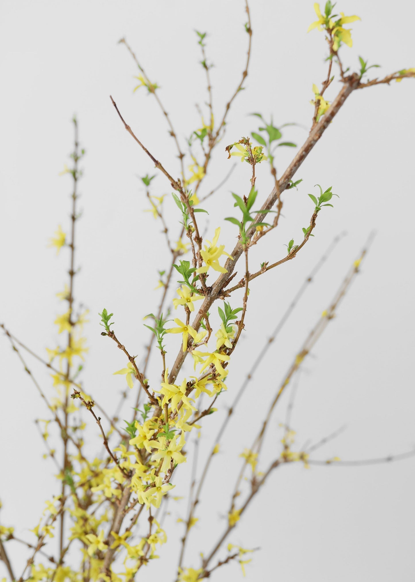 FRESH Forsythia Branches - 48"