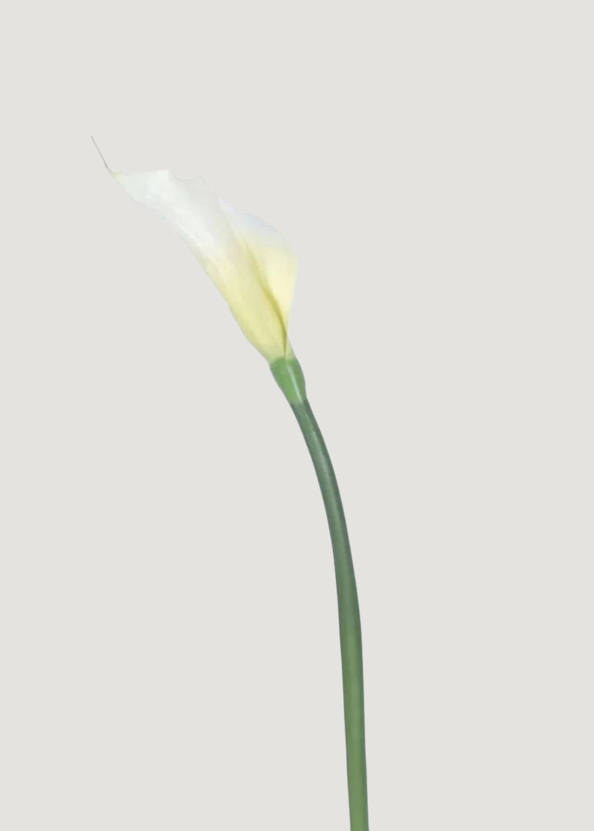 Case of 12 Artificial Calla Lily Stems in Cream 37"