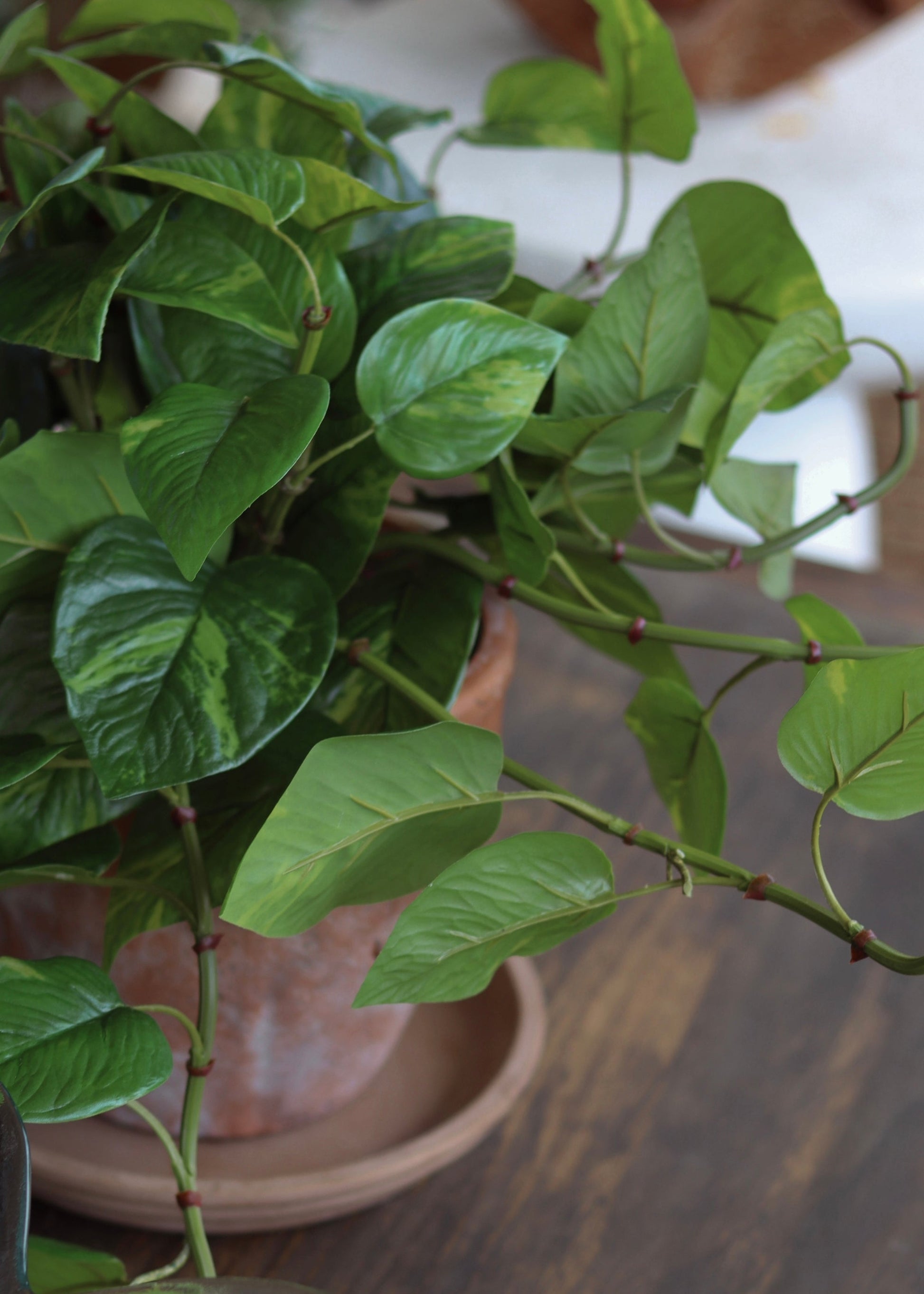 Outdoor UV Treated Pothos Real Touch Potted Plant - 13"